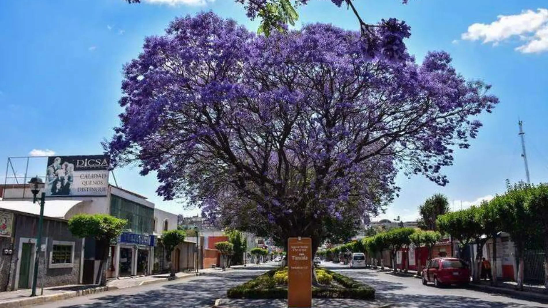 Jacarandas 2